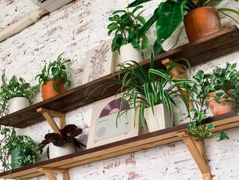 High angle view of potted plants on table