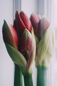 Close-up of flowers