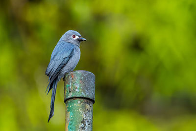 Nature wildlife image of an ashy drongo bird