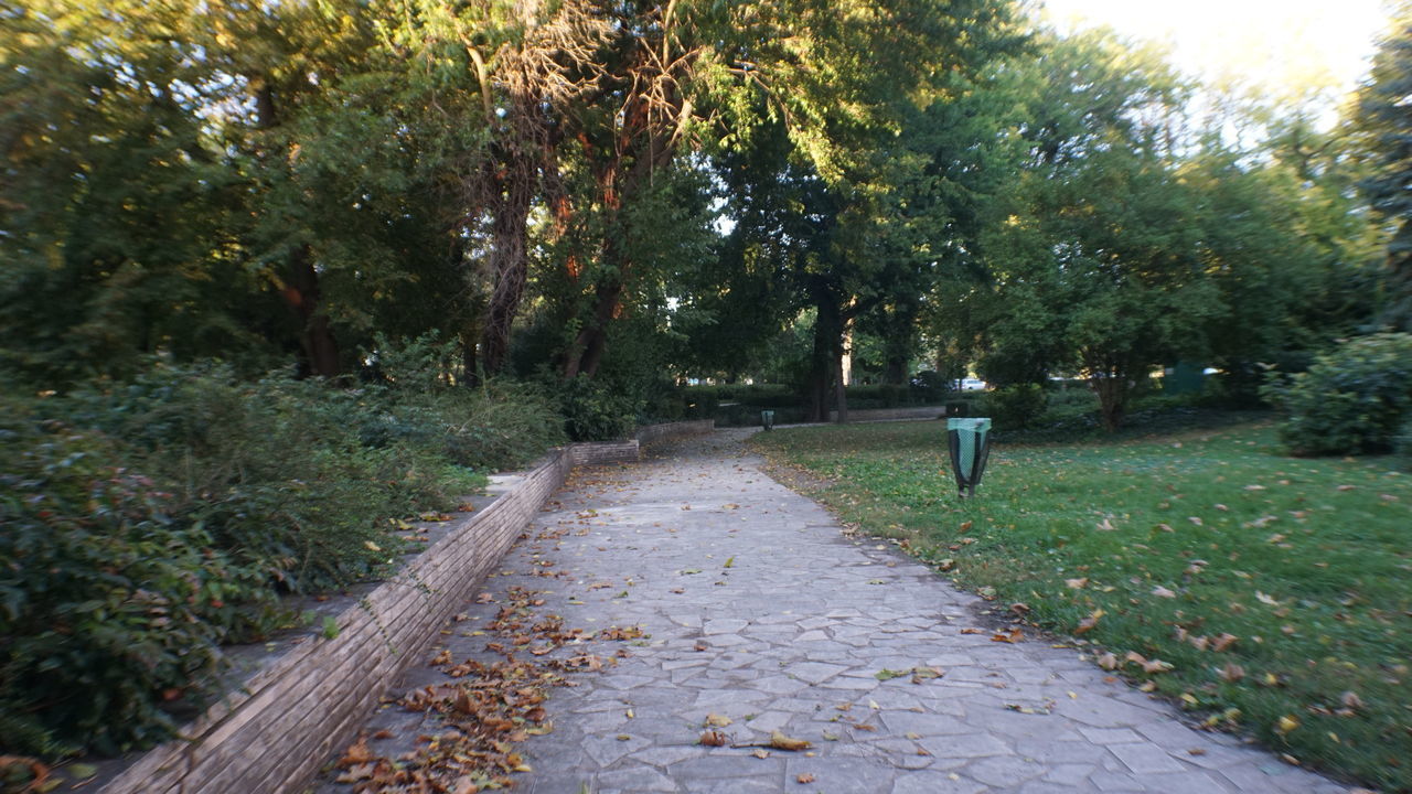 FOOTPATH AMIDST TREES