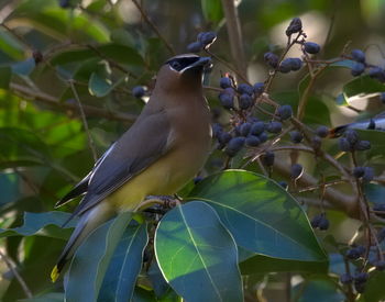 Close-up of bird perching on branch