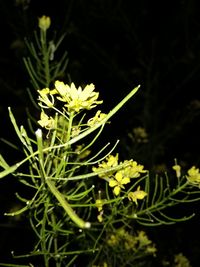 Close-up of yellow flowering plant on field