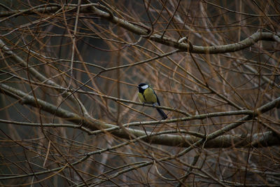 Bird perching on bare tree