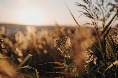 Close-up of stalks in field