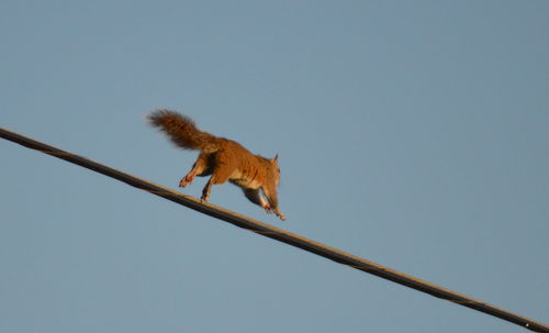 Low angle view of squirrel running on cable against clear sky