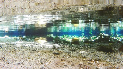 Reflection of trees in water