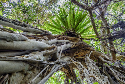 Tree roots