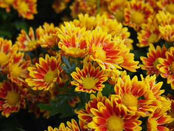 Close-up of yellow flowering plants