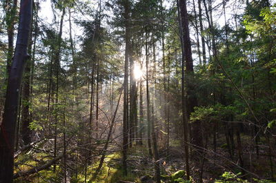 Trees in forest