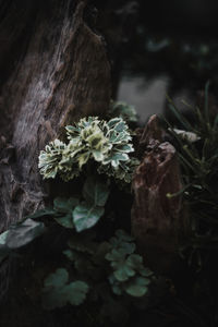 Close-up of flowers