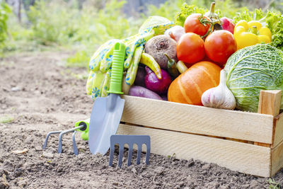 Midsection of woman holding pumpkins in yard