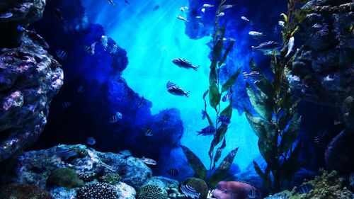 Close-up of fish swimming in sea