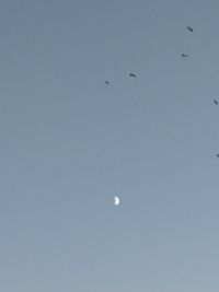 Low angle view of birds flying in sky