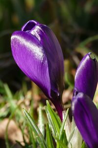 Close-up of purple flower during sunny day