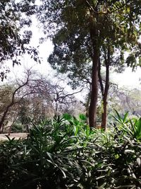 Trees growing in park