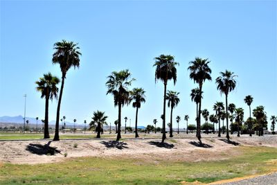 Palm trees on field against sky