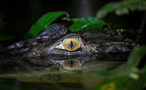 Close-up of crocodile in water