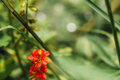 Close-up of red flower blooming outdoors