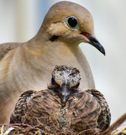 Close-up of a bird