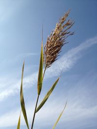 Low angle view of stalks in field against sky