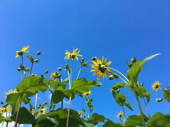 Low angle view of topinambur flowers against clear blue sky
