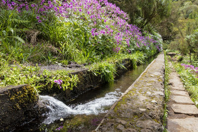 View of flowering plants in garden