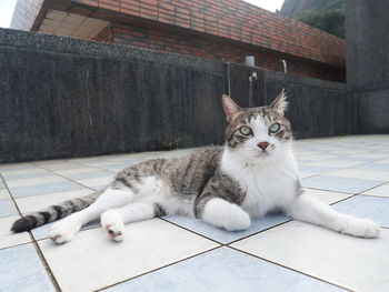 pet