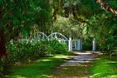 Arch bridge in forest