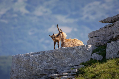 Mom and cub of wild chamois cuddle on the rocks in the sun, on top of the summit. 