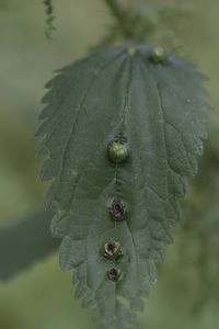 Close-up of water drops on leaves