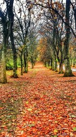 Autumn trees in park