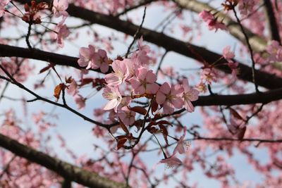 Low angle view of cherry blossoms in spring