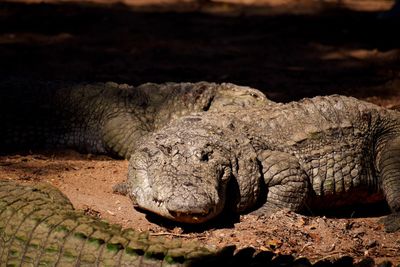 Close-up of an crocodile