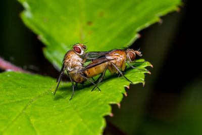 Close-up of insect on leaf