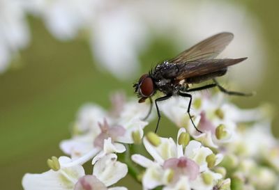 Close-up of fly on flower