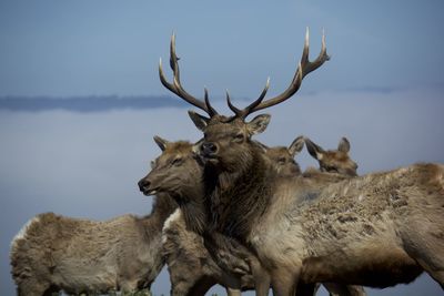 Elks at point reyes national seashore against sky