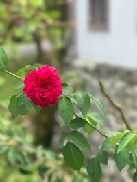 Close-up of red rose blooming outdoors