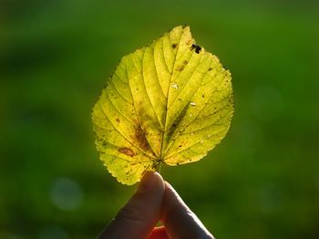Close-up of hand holding maple leaf