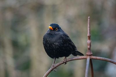 Close-up of bird perching