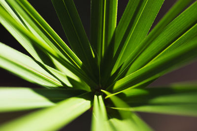Full frame shot of palm tree