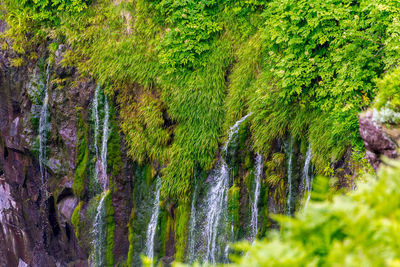 Scenic view of waterfall in forest