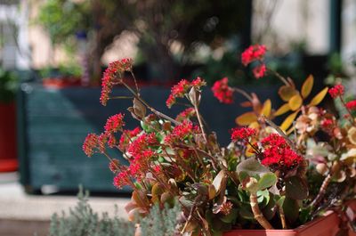 Close-up of red flowering plant in pot