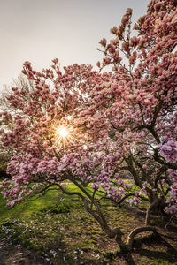 Low angle view of cherry blossoms against sky