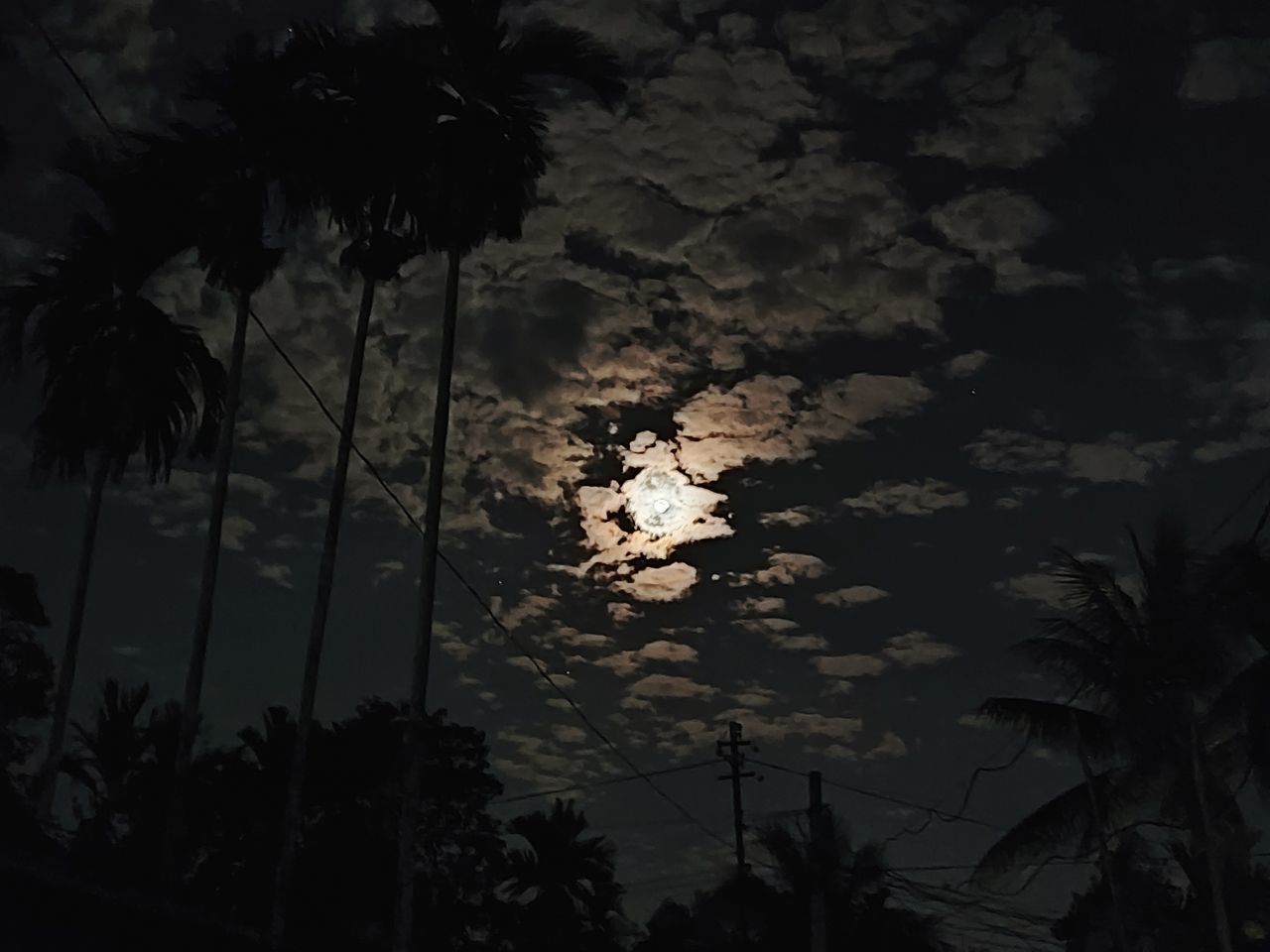 tree, plant, darkness, palm tree, sky, tropical climate, nature, cloud, silhouette, beauty in nature, no people, growth, night, tranquility, low angle view, light, scenics - nature, outdoors, tranquil scene, leaf, moonlight, reflection, coconut palm tree, dusk, evening, branch, land, black and white, tropical tree, monochrome