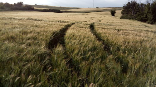 Scenic view of agricultural field against sky
