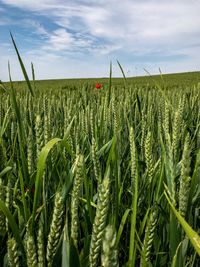 Crops growing on field against sky