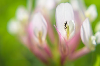 Close-up of insect on flower