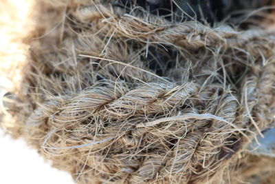 Close up of hay