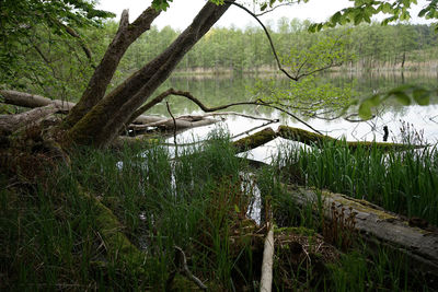 Scenic view of lake in forest