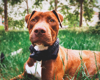 Portrait of dog sitting on grass